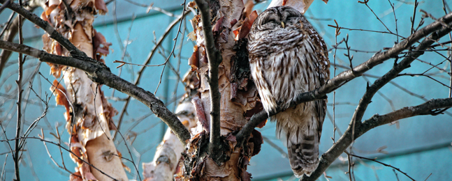 Photo of owl in tree 